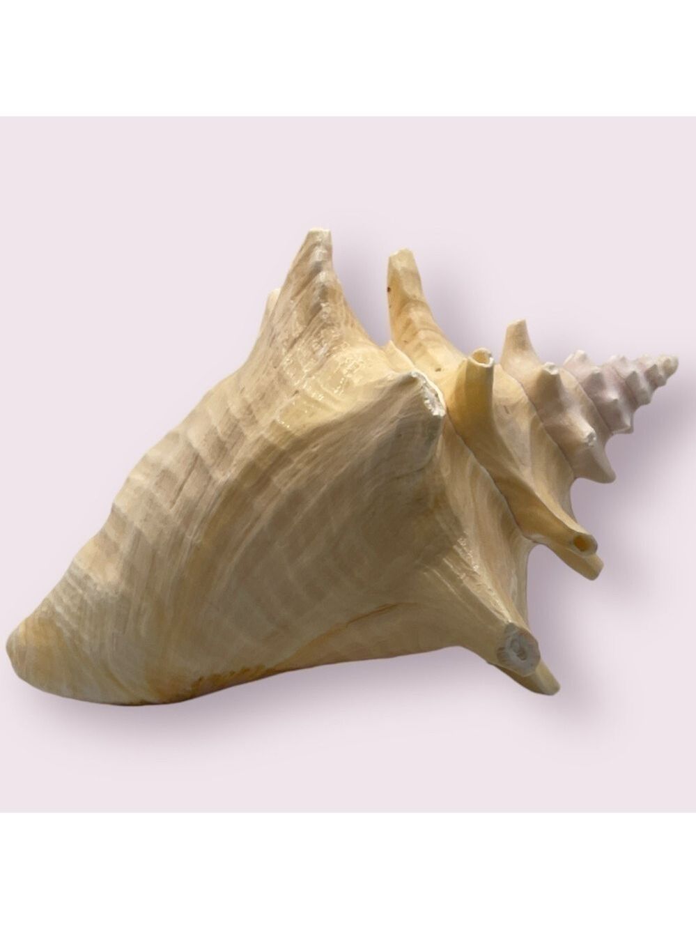 Extra Large Queen Conch Shell - Picture 4 of 5